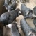 生态养殖藏香猪