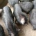 生态养殖藏香猪