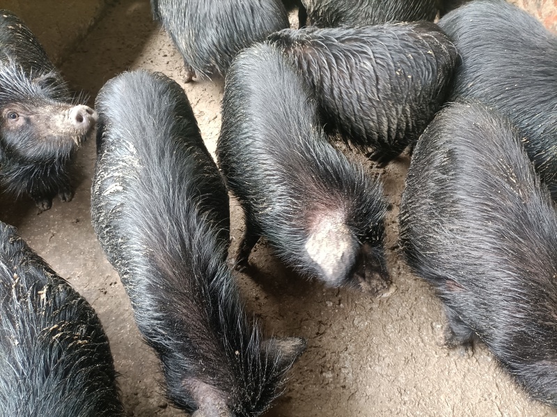 生态养殖藏香猪