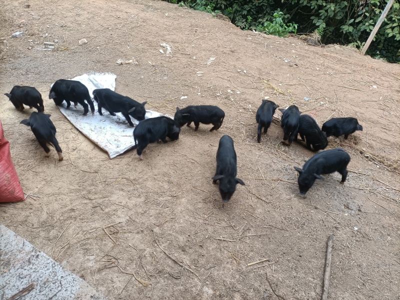 生态养殖藏香猪