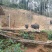 生态养殖藏香猪