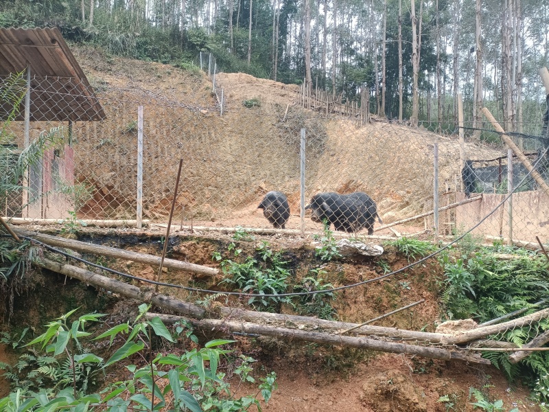 生态养殖藏香猪