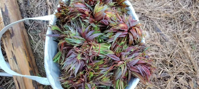 香椿头