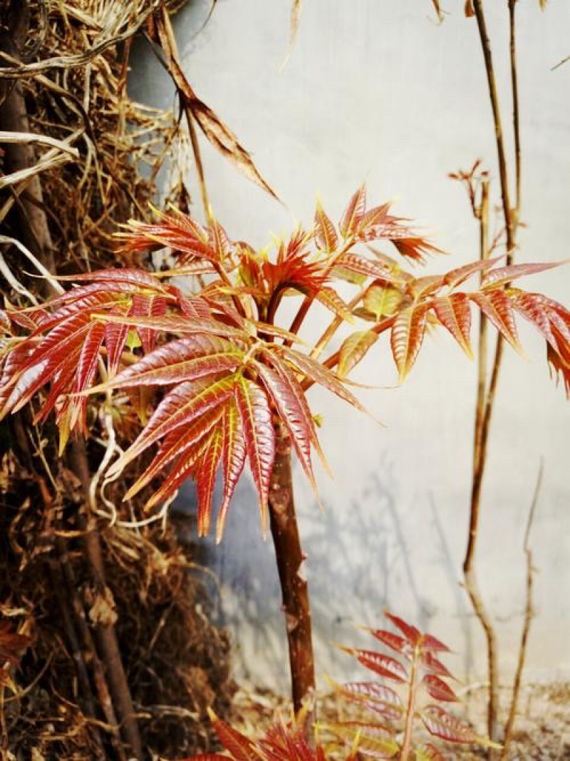 香椿头