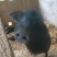 生态养殖藏香猪