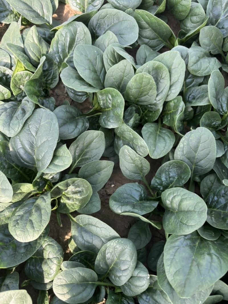 趴地菠菜矮秆圆叶质量保证产地直发支持电商超市档口平台