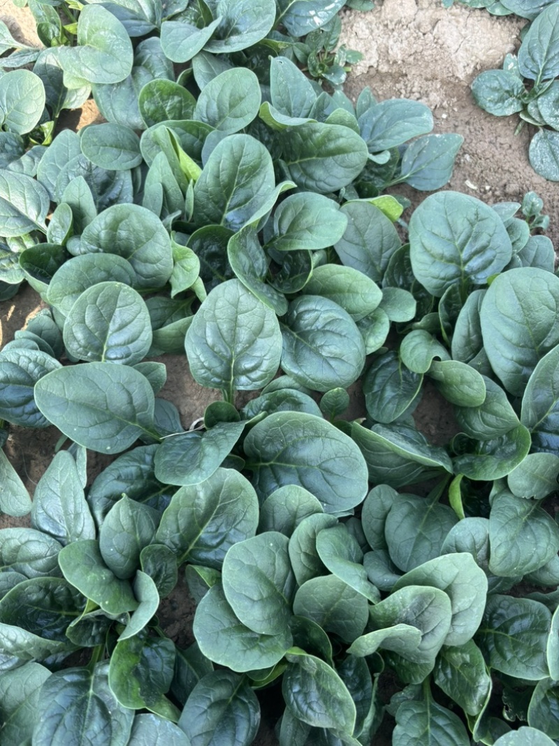 趴地菠菜矮秆圆叶质量保证产地直发支持电商超市档口平台