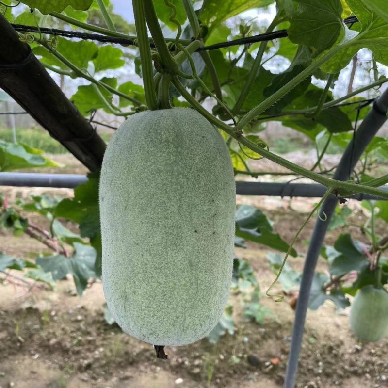 广粉芋香迷你水果冬瓜种子中早熟粉皮小冬瓜种籽肉厚抗病