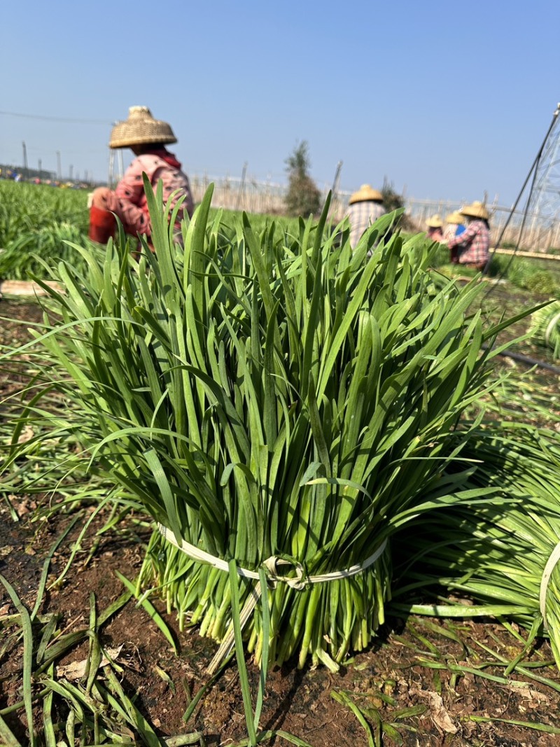 大叶韭菜按需备货产地直供一手货源品质保证全国发货