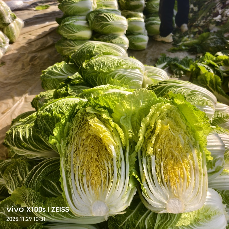 产地黄心白菜，大量供货