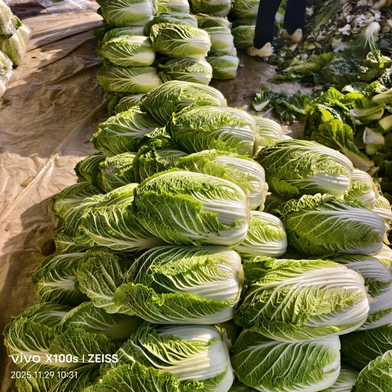 产地黄心白菜，大量供货