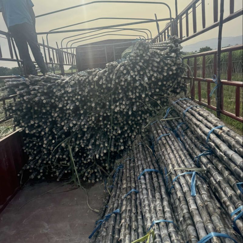 广东韶关市翁源黑皮甘蔗/砍尾巴带叶都很好条子好颜色好