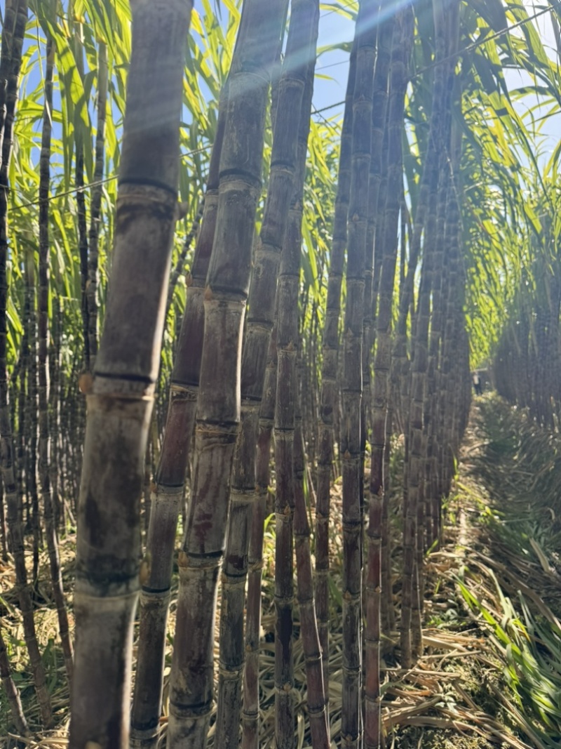 广东韶关市翁源黑皮甘蔗/砍尾巴带叶都很好条子好颜色好