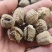 桑螵蛸中药材新货无硫螳螂籽大货供应一手货源