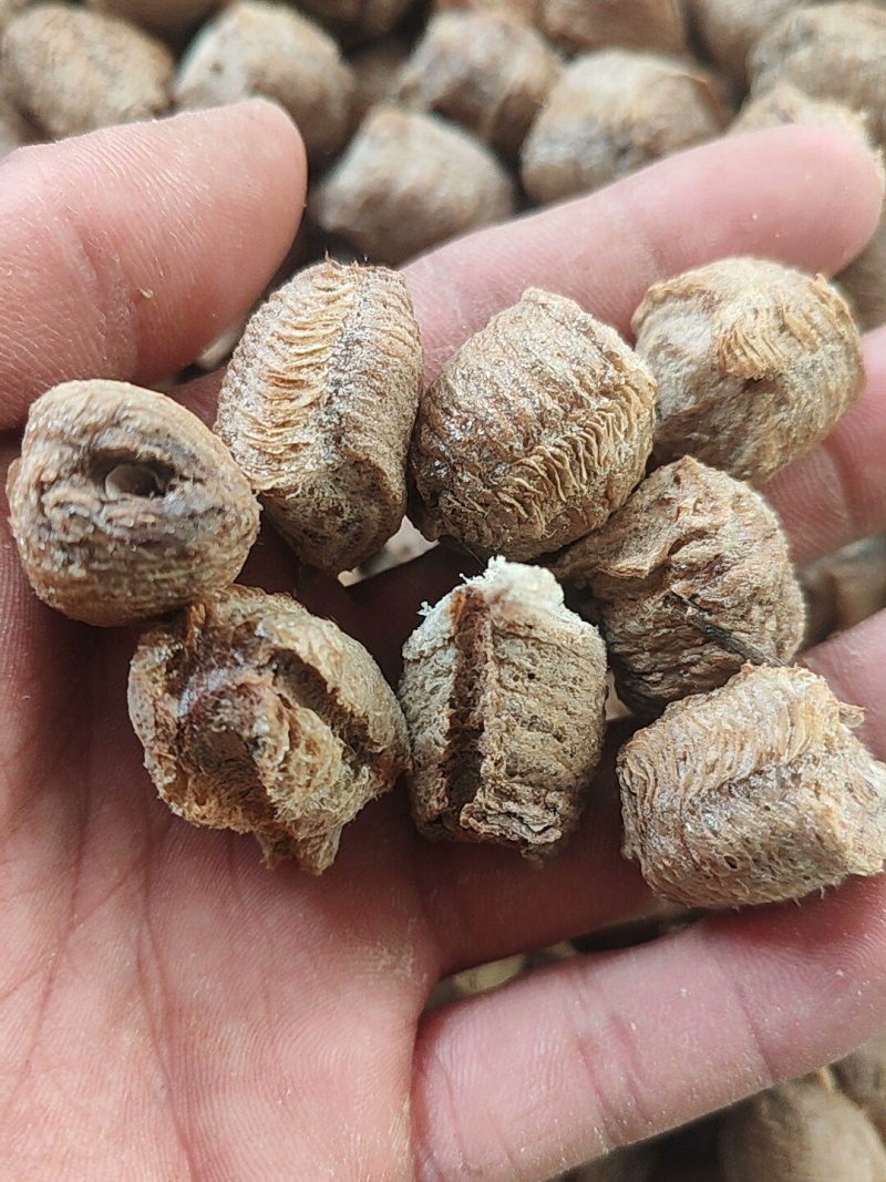 桑螵蛸中药材新货无硫螳螂籽大货供应一手货源