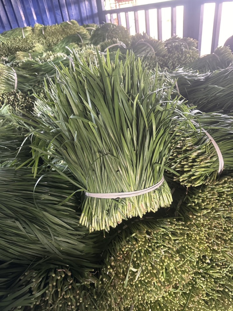 大叶韭菜按需备货产地直供一手货源品质保证全国发货