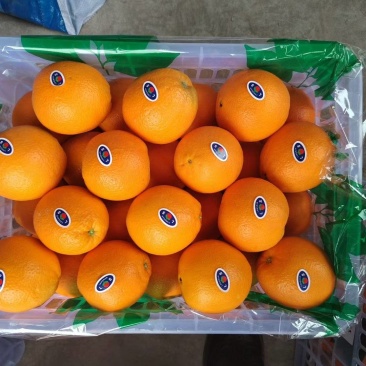 精品脐橙品种齐全出口手续齐全，欢迎来实地考察