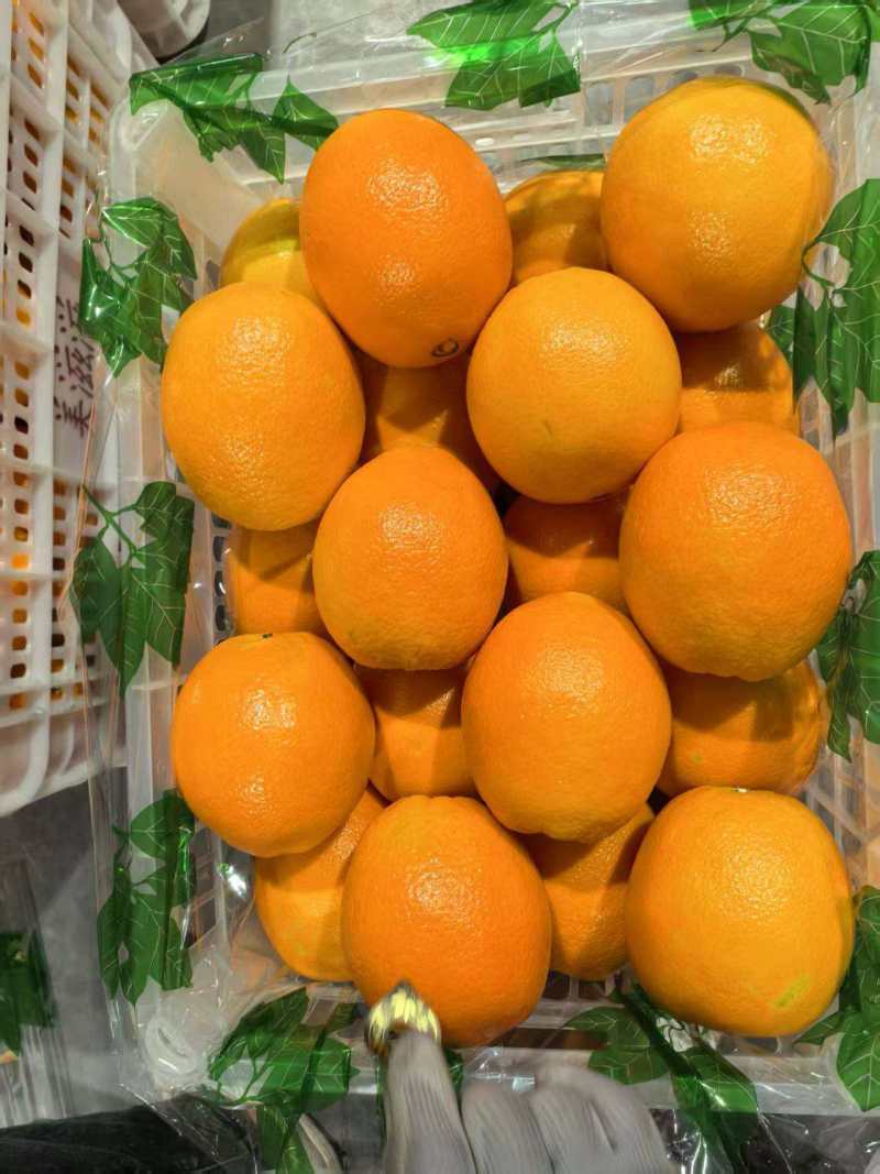 精品脐橙品种齐全出口手续齐全，欢迎来实地考察