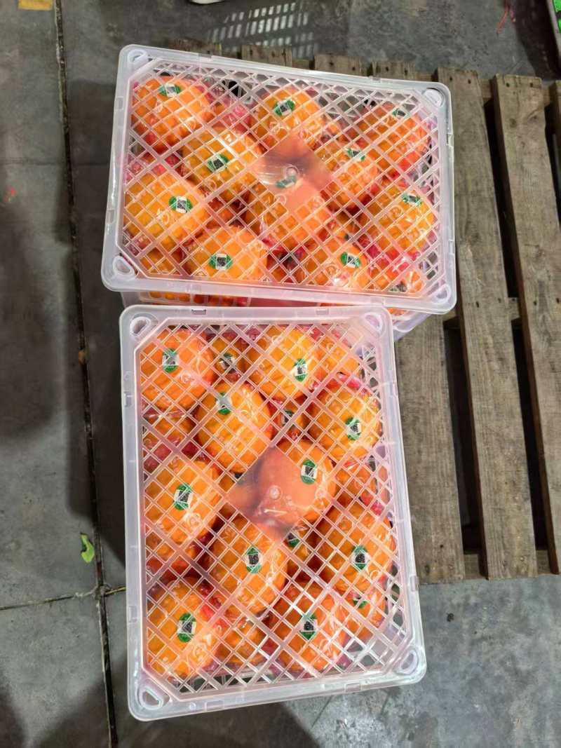 精品脐橙品种齐全出口手续齐全，欢迎来实地考察