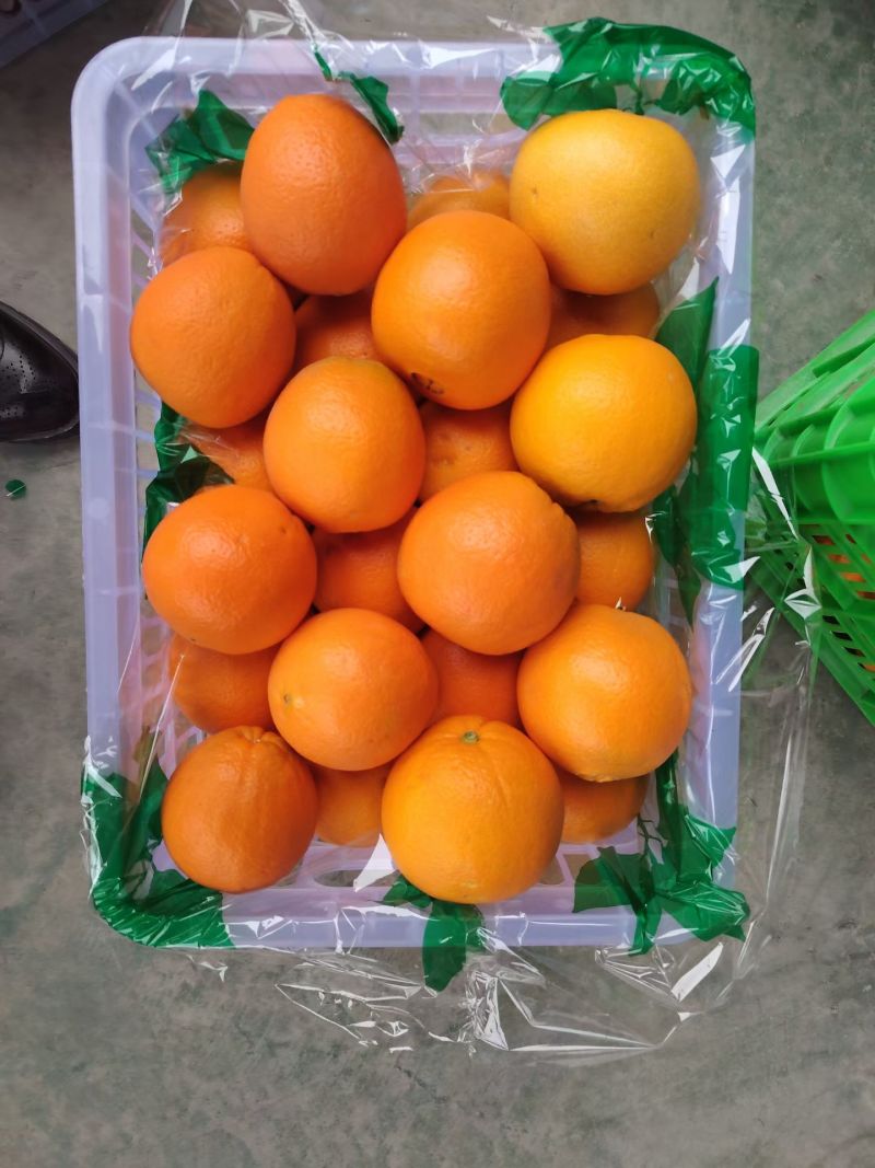 精品脐橙品种齐全出口手续齐全，欢迎来实地考察