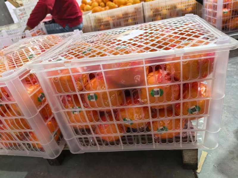 精品脐橙品种齐全出口手续齐全，欢迎来实地考察