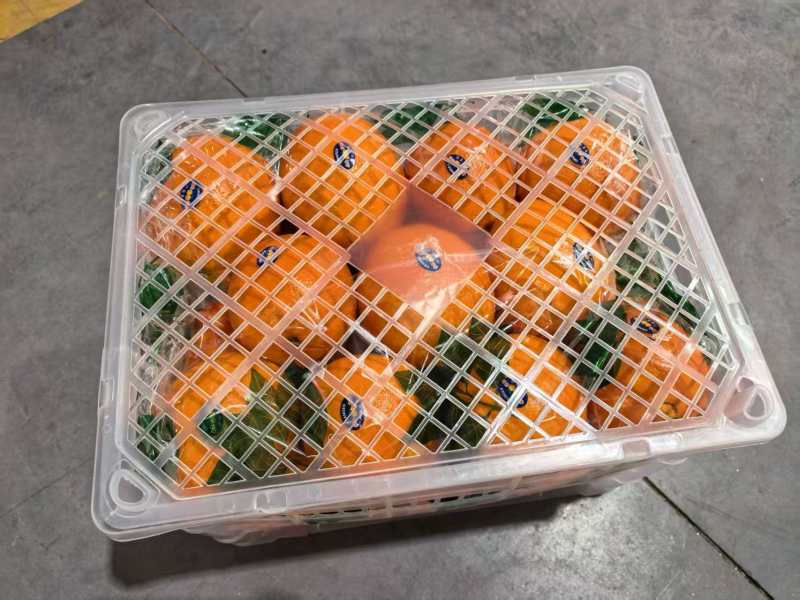 精品脐橙品种齐全出口手续齐全，欢迎来实地考察
