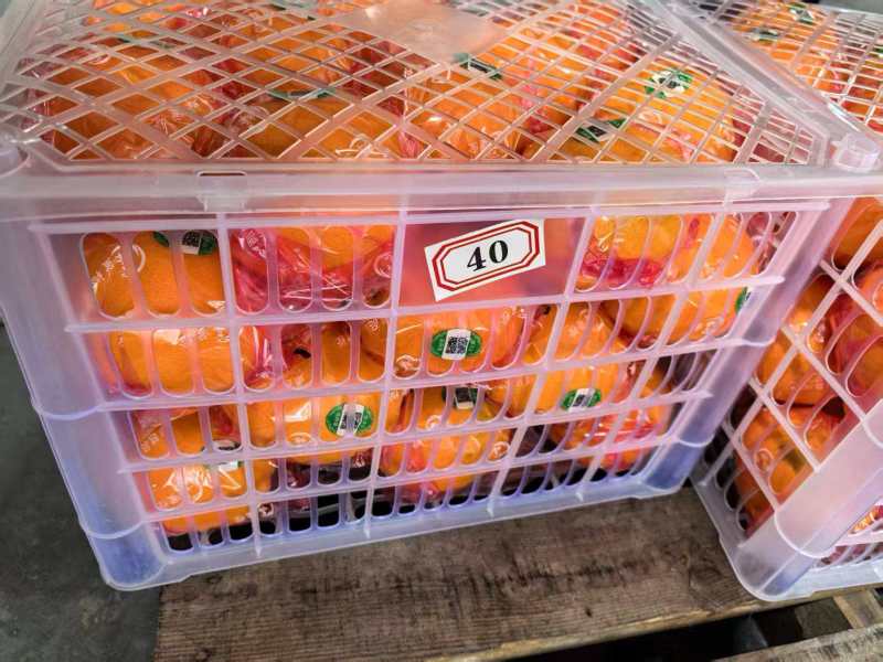 精品脐橙品种齐全出口手续齐全，欢迎来实地考察