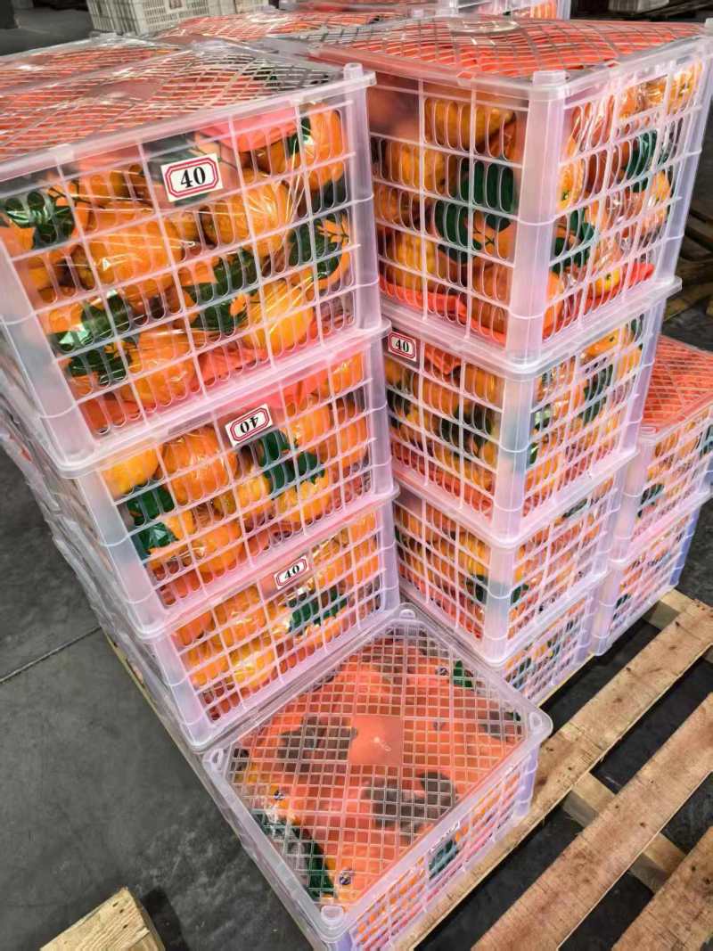 精品脐橙品种齐全出口手续齐全，欢迎来实地考察