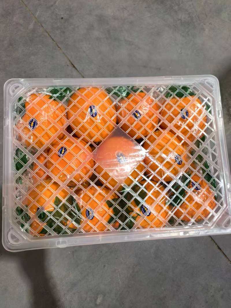 精品脐橙品种齐全出口手续齐全，欢迎来实地考察