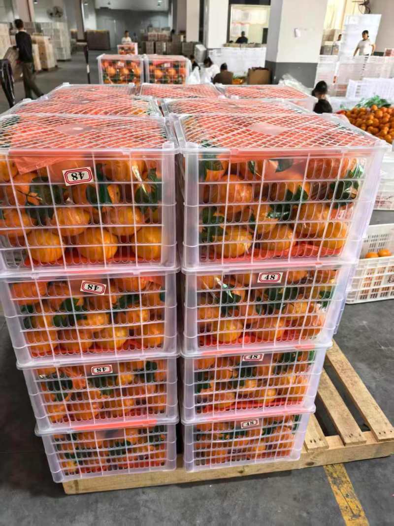 精品脐橙品种齐全出口手续齐全，欢迎来实地考察