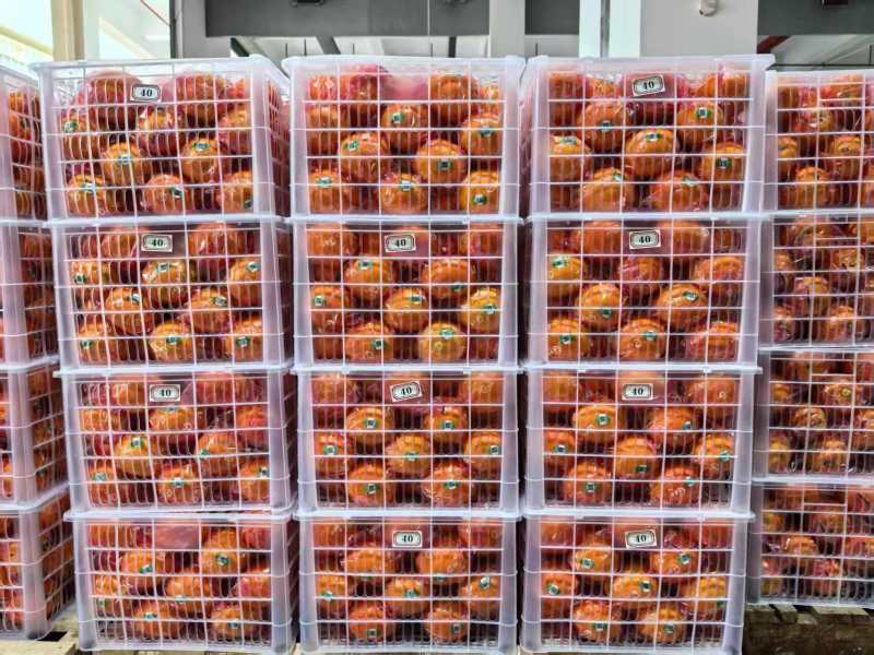 精品脐橙品种齐全出口手续齐全，欢迎来实地考察