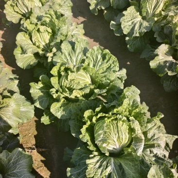 商丘睢县因急于种麦，100亩白菜急处理