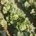 商丘睢县因急于种麦，100亩白菜急处理