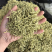 金银花青花净货特级金银花带绒毛中药材批发大货供应纯货