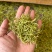 金银花青花净货特级金银花带绒毛中药材批发大货供应纯货