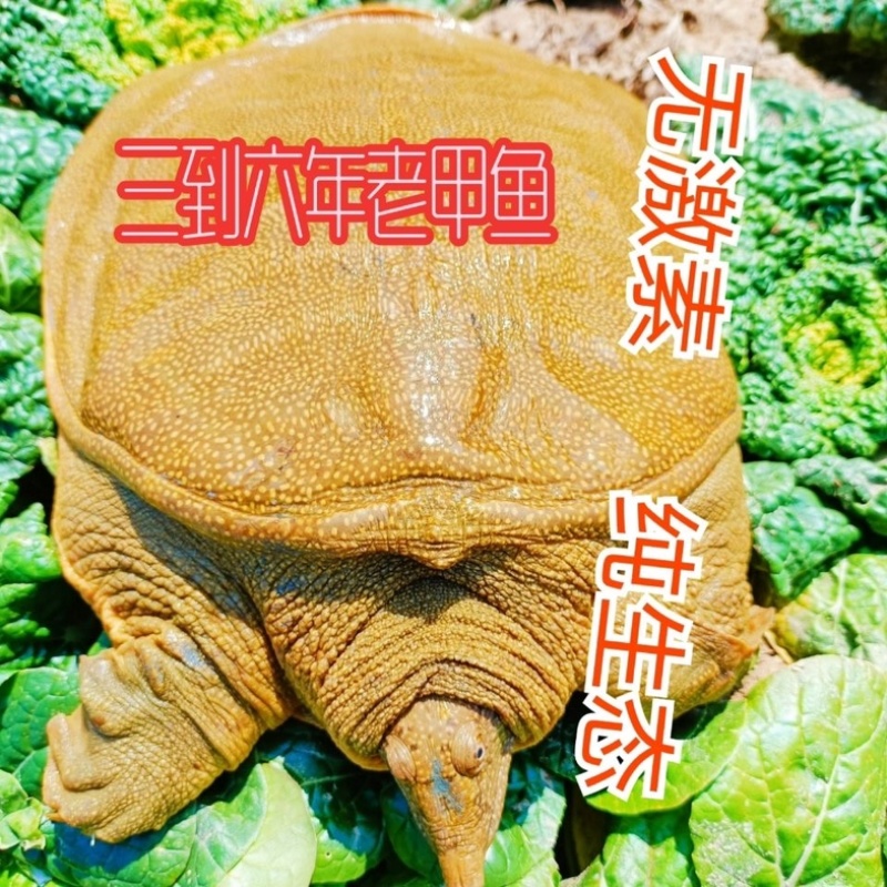 自家鱼塘养殖甲鱼