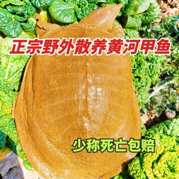 自家鱼塘养殖甲鱼