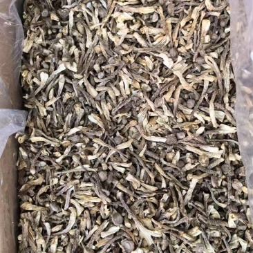 鹿茸菇嫩仔大量现货厂家直销规格齐全全国发货