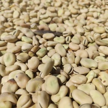 甘肃蚕豆，大片干蚕豆色选蚕豆2025年新货
