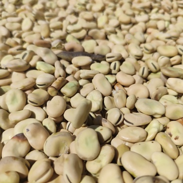 甘肃蚕豆，大片干蚕豆色选蚕豆2025年新货
