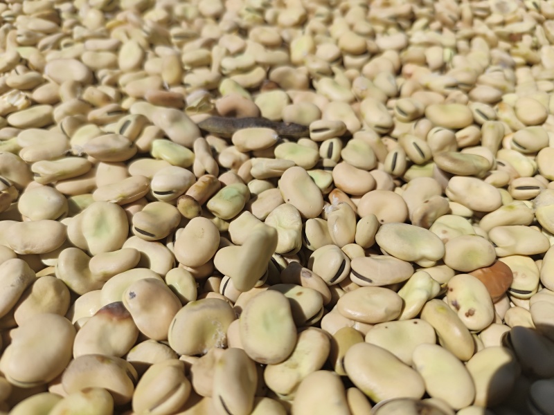 甘肃蚕豆，大片干蚕豆色选蚕豆2025年新货