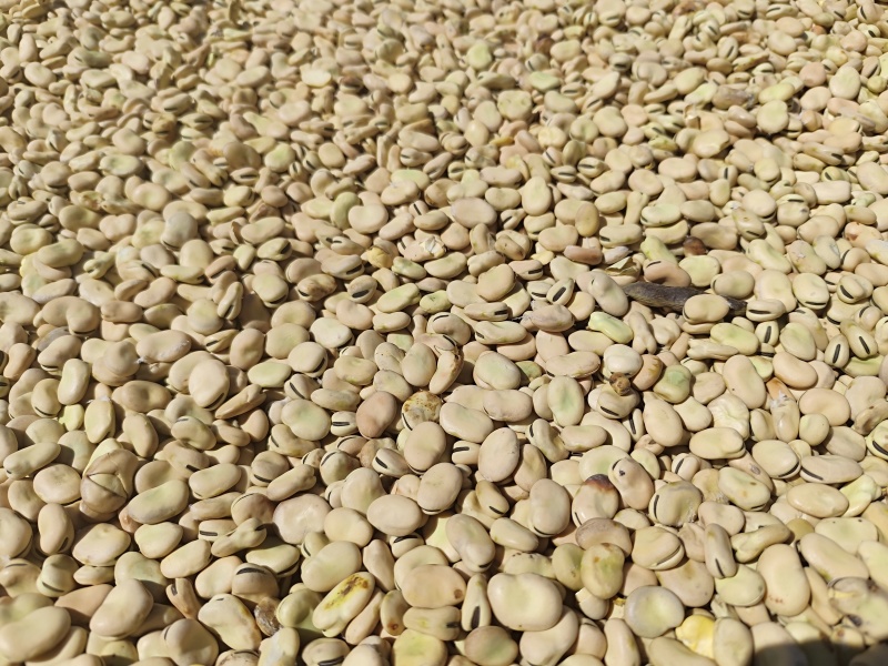 甘肃蚕豆，大片干蚕豆色选蚕豆2025年新货