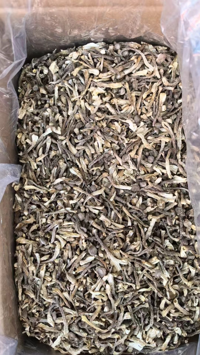 鹿茸菇嫩仔大量现货厂家直销规格齐全全国发货