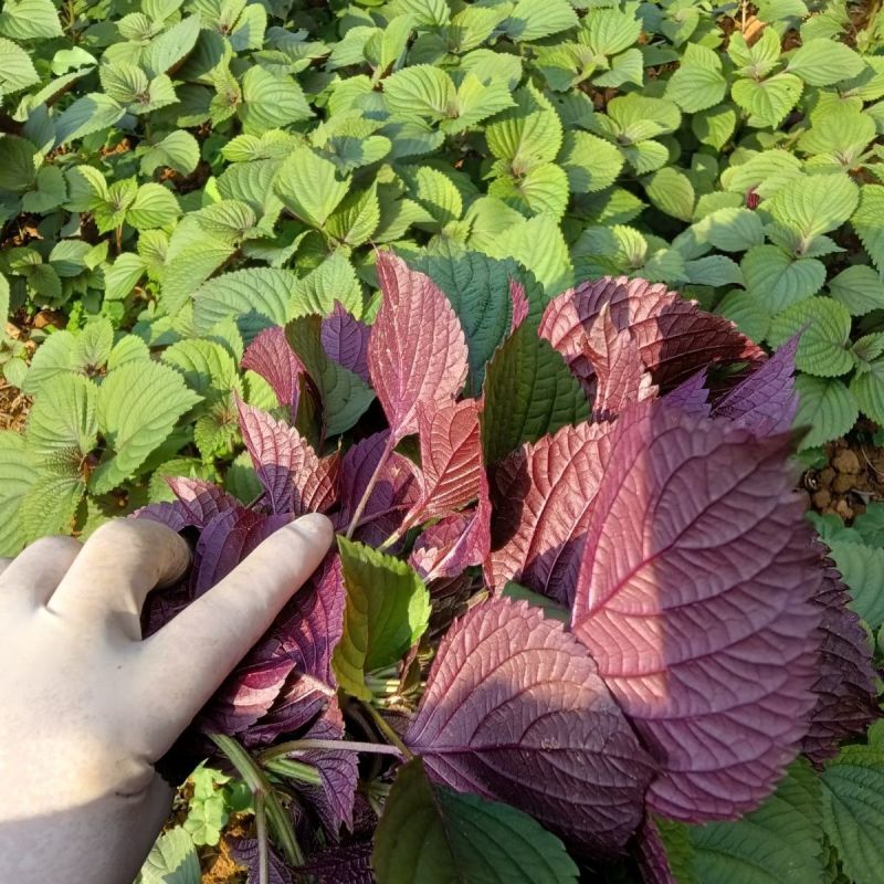 紫苏种子可食用紫苏种子春夏秋四季播阳台盆栽