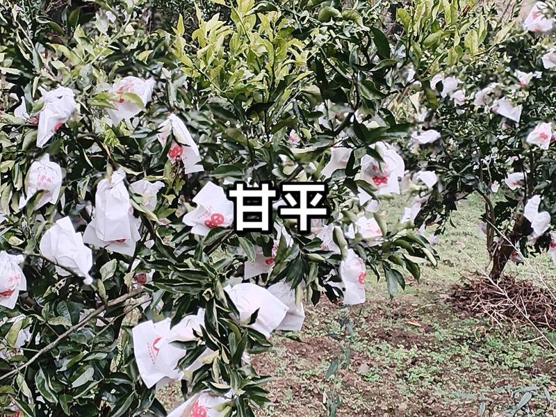 雅安石棉，明日见，甘平，春见，黄果柑等！