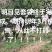 雅安石棉，明日见，甘平，春见，黄果柑等！