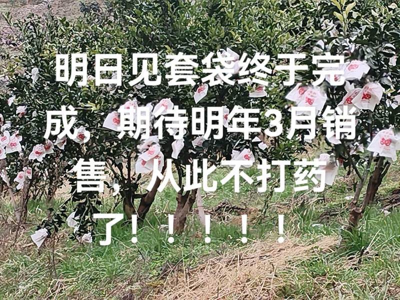 雅安石棉，明日见，甘平，春见，黄果柑等！