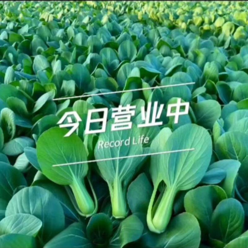 上海青