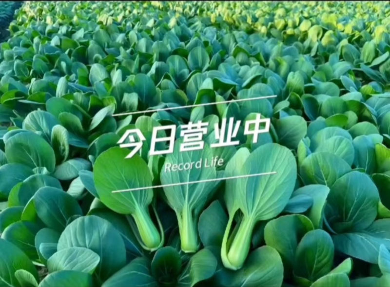 上海青