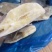 整条鲽鱼比目鱼鸦片鱼无冰大鲽鱼蝶鱼海鱼批发商用整条鲽鱼